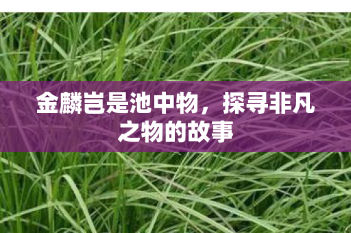 金麟岂是池中物，探寻非凡之物的故事