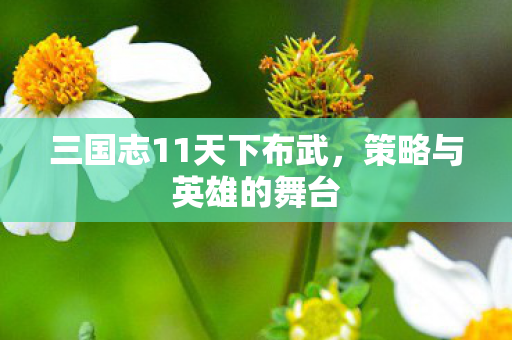 三国志11天下布武，策略与英雄的舞台