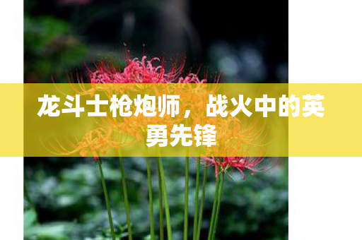龙斗士枪炮师，战火中的英勇先锋