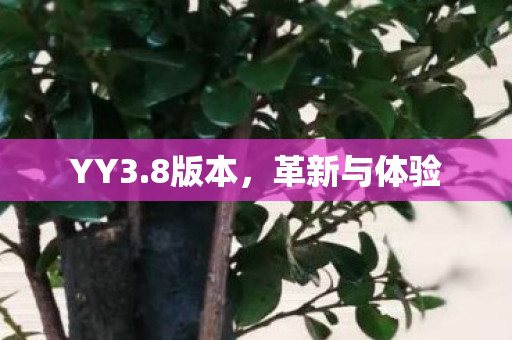 YY3.8版本，革新与体验