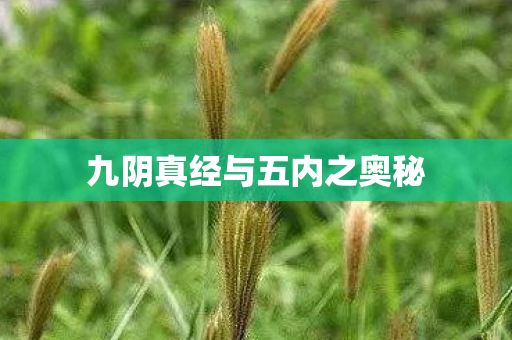 九阴真经与五内之奥秘