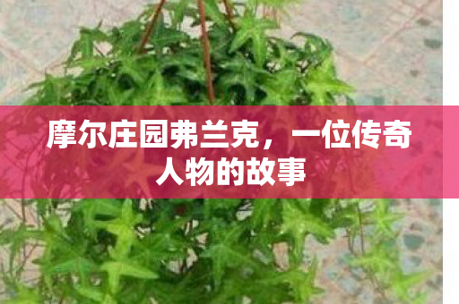 摩尔庄园弗兰克,一位传奇人物的故事 摩尔庄园弗兰克,一位传奇人物的故事