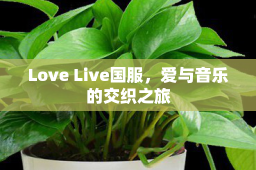 Love Live国服，爱与音乐的交织之旅