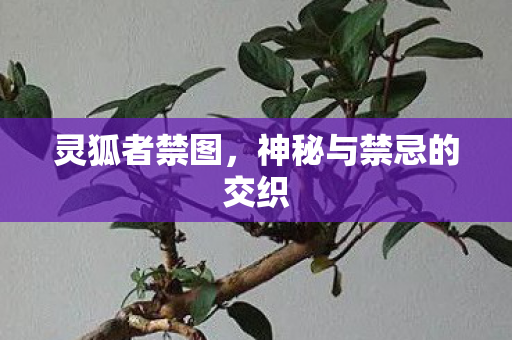 灵狐者禁图，神秘与禁忌的交织