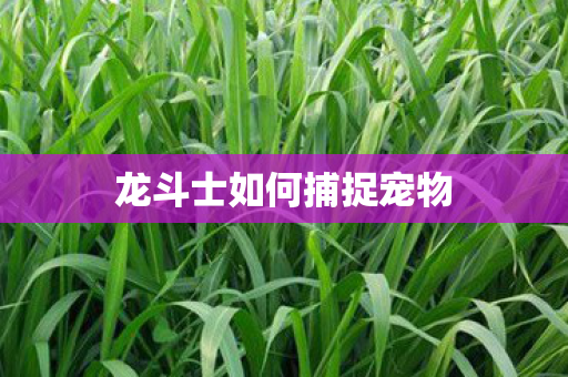 龙斗士如何捕捉宠物