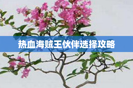 热血海贼王伙伴选择攻略