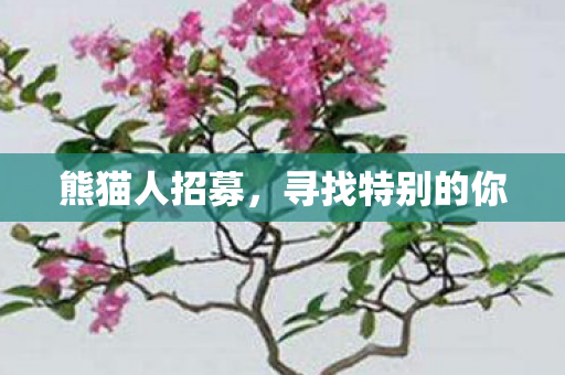 熊猫人招募，寻找特别的你