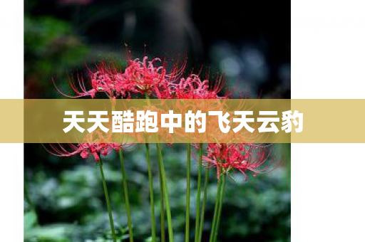 天天酷跑中的飞天云豹