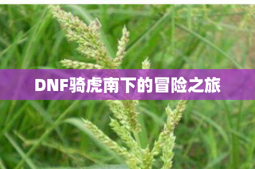 DNF骑虎南下的冒险之旅