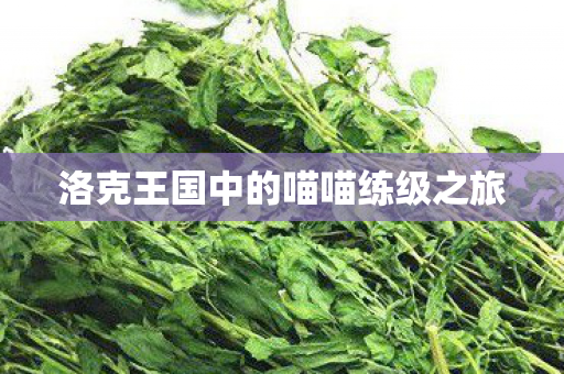 洛克王国中的喵喵练级之旅