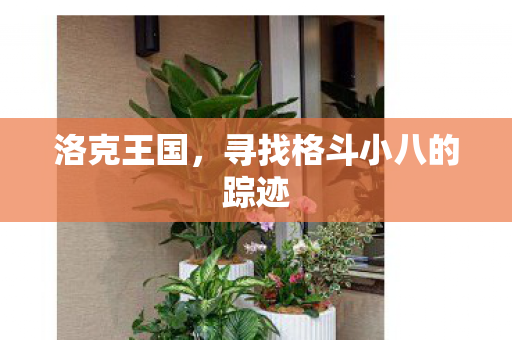 洛克王国，寻找格斗小八的踪迹