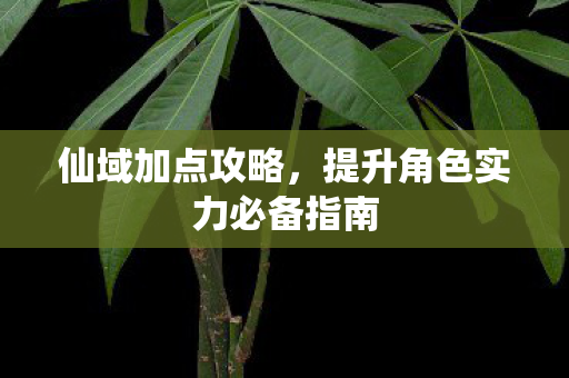 仙域加点攻略，提升角色实力必备指南