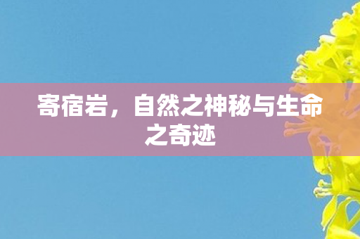 寄宿岩，自然之神秘与生命之奇迹