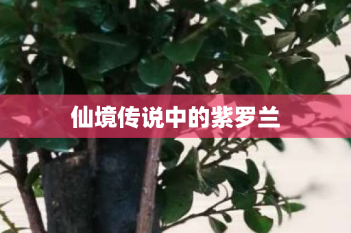 仙境传说中的紫罗兰