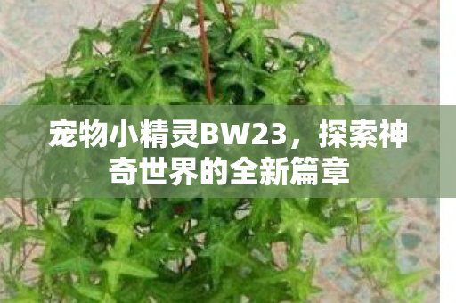宠物小精灵BW23,探索神奇世界的全新篇章 宠物小精灵BW23,探索神奇世界的全新篇章