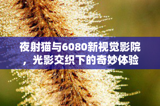 夜射猫与6080新视觉影院，光影交织下的奇妙体验