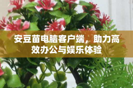 安豆苗电脑客户端，助力高效办公与娱乐体验