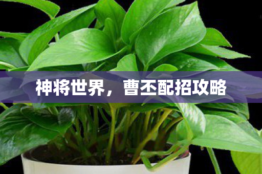 神将世界，曹丕配招攻略
