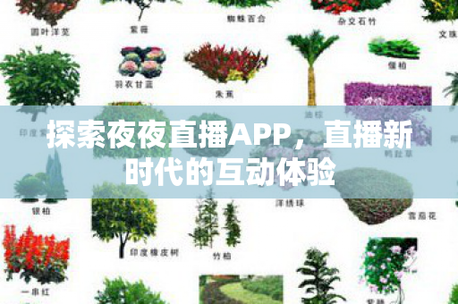 探索夜夜直播APP,直播新时代的互动体验 探索夜夜直播APP,直播新时代的互动体验