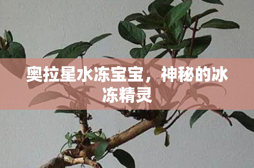 奥拉星水冻宝宝，神秘的冰冻精灵