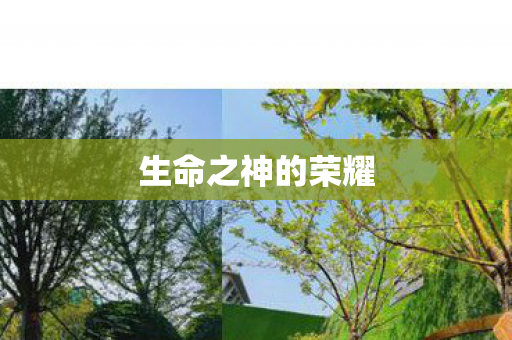 生命之神的荣耀