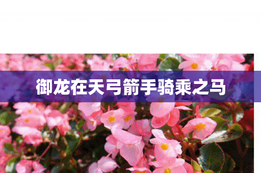 御龙在天弓箭手骑乘之马