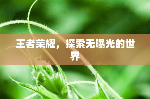 王者荣耀，探索无曝光的世界