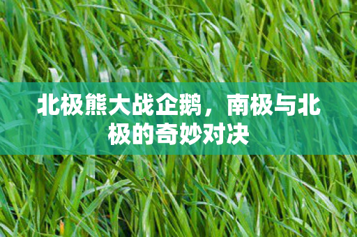 北极熊大战企鹅，南极与北极的奇妙对决