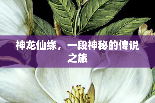 神龙仙缘，一段神秘的传说之旅