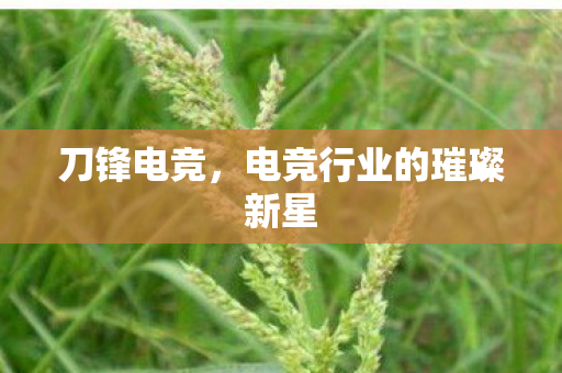 刀锋电竞，电竞行业的璀璨新星