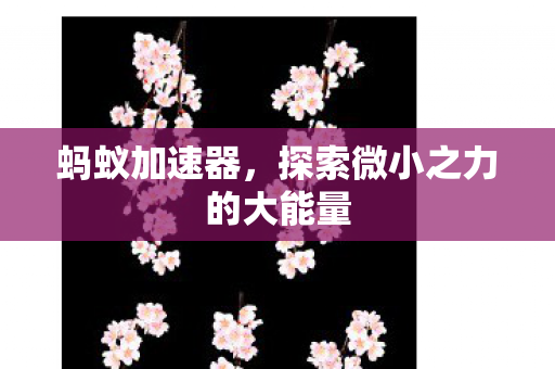 蚂蚁加速器，探索微小之力的大能量