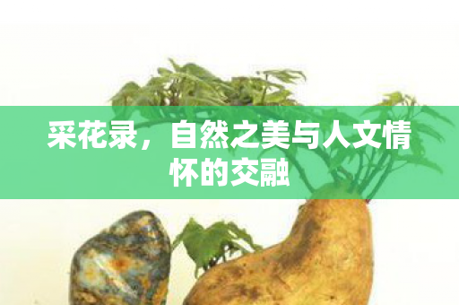 采花录，自然之美与人文情怀的交融