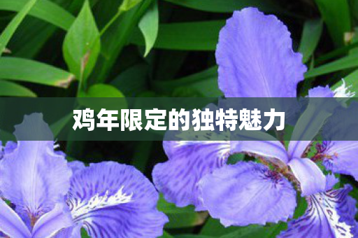 鸡年限定的独特魅力
