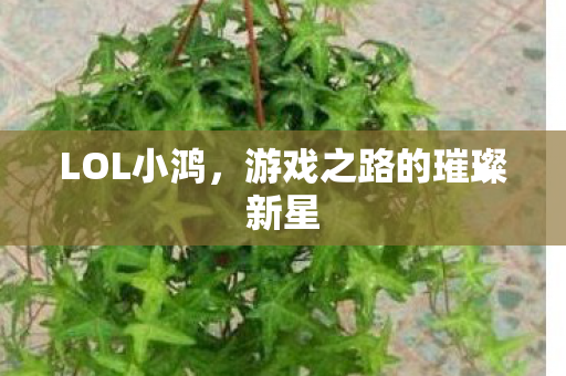 LOL小鸿，游戏之路的璀璨新星