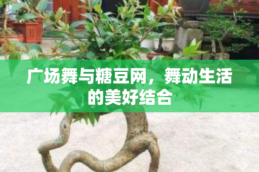 广场舞与糖豆网，舞动生活的美好结合