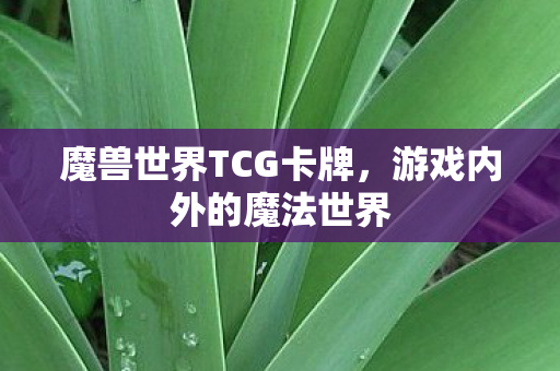 魔兽世界TCG卡牌，游戏内外的魔法世界