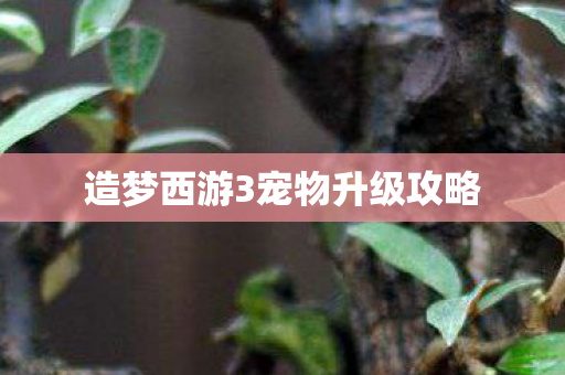 造梦西游3宠物升级攻略 造梦西游3宠物升级攻略