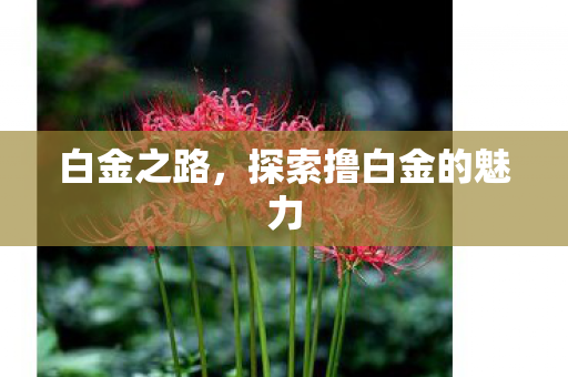 白金之路，探索撸白金的魅力