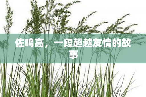 佐鸣高，一段超越友情的故事