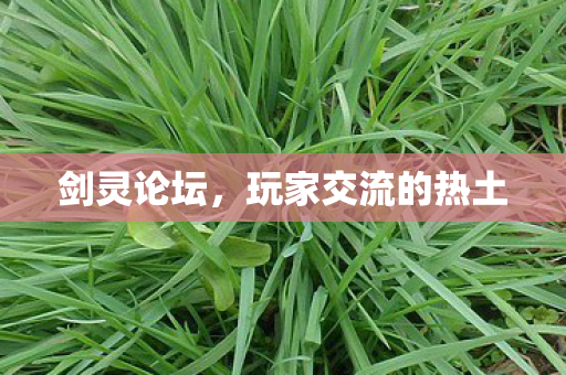 剑灵论坛，玩家交流的热土