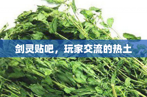 剑灵贴吧，玩家交流的热土