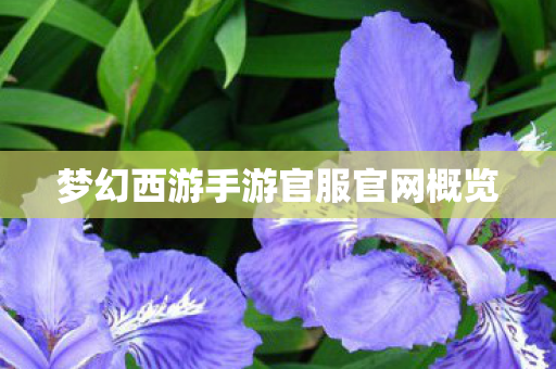 梦幻西游手游官服官网概览
