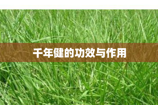 千年健的功效与作用 千年健的功效与作用