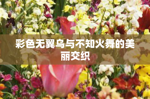 彩色无翼乌与不知火舞的美丽交织