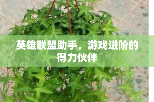 英雄联盟助手，游戏进阶的得力伙伴
