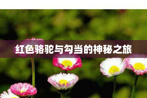 红色骆驼与勾当的神秘之旅