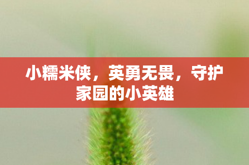 小糯米侠，英勇无畏，守护家园的小英雄