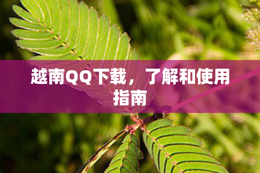越南QQ下载，了解和使用指南