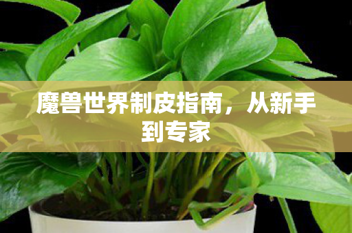 魔兽世界制皮指南，从新手到专家