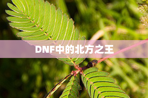 DNF中的北方之王